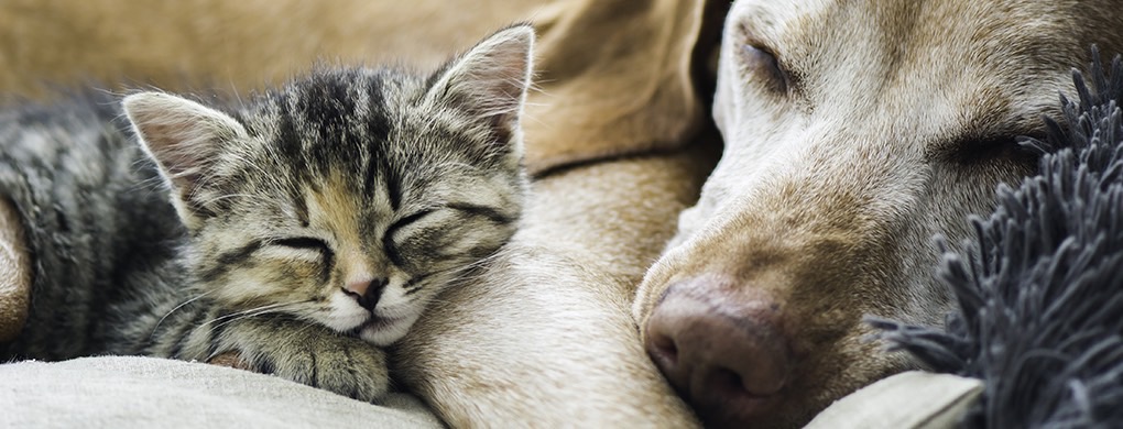 Planes de salud para perros y gatos
